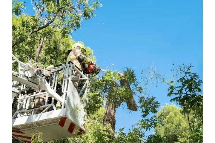 Expert Tree Moving Services image 2