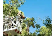 Expert Tree Moving Services thumbnail