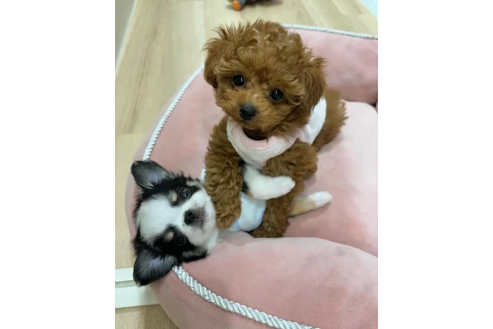 $350 : Cachorros adorables en venta image 2