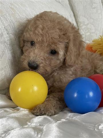 $300 : Duramax Toy poodle puppies image 2