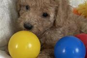 $300 : Duramax Toy poodle puppies thumbnail