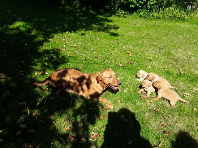 $400 : Pedigree Golden Retriever Pups image 2