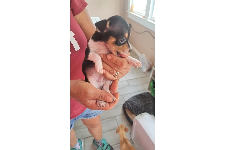$100 : Chihuahuas machos image 2