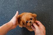 $400 : TOY POODLE PUPPY thumbnail