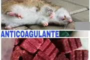 FUMIGACIONES CONTRA VIRUS thumbnail