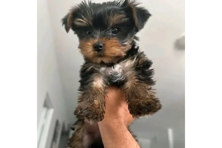 $240 : **Yorkshire Terrier image 1