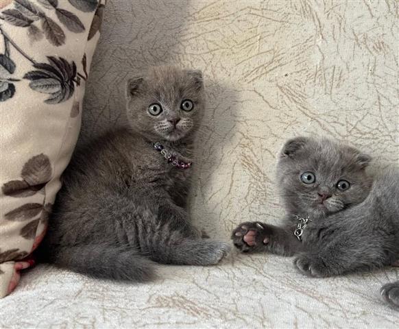 $410 : Grey Scottish Fold Ready image 1