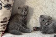 Grey Scottish Fold Ready en Boston