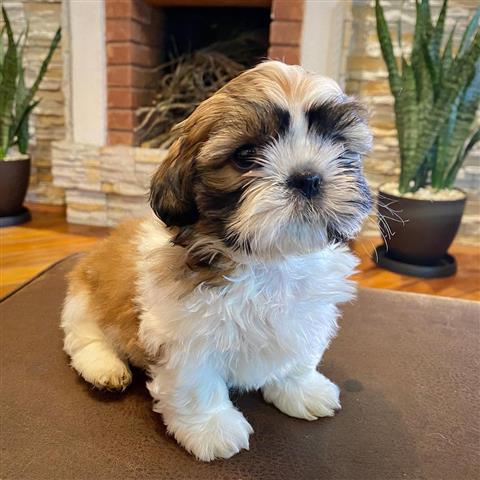 $350 : Cachorrito Shih Tzu 🐶✨ image 1