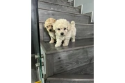 Maltipoo puppies en Los Angeles