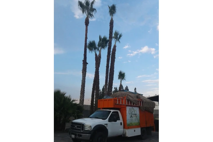 Economic Tree Service image 2