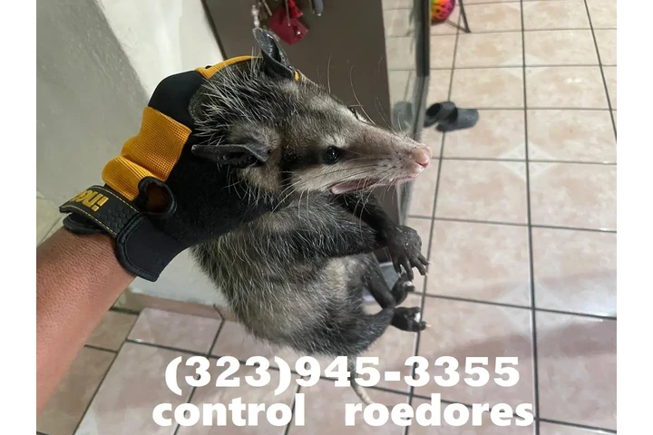 Fumigacion Los Angeles-Orange. image 8