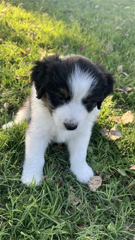 mini Australian shepherd pup image 2