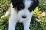 mini Australian shepherd pup thumbnail