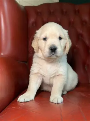 $350 : cachorros golden retriever image 2
