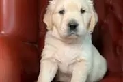 $350 : cachorros golden retriever thumbnail
