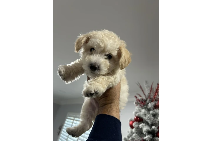 Maltipoo puppy image 2