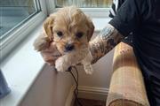 $300 : Cute Cavachon Pups Ready thumbnail