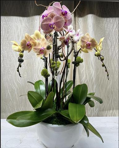 $120 : Orquideas image 4