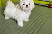 Cute Maltese puppy for sale. en Cincinnati