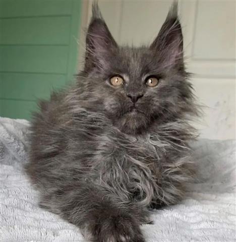 $500 : Encantador gatito Maine Coon% image 2