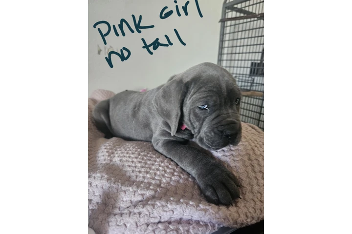 $600 : Cane corso image 8