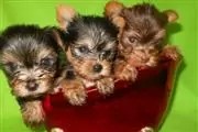 Pequeños Cachorros Yorkie en Boston