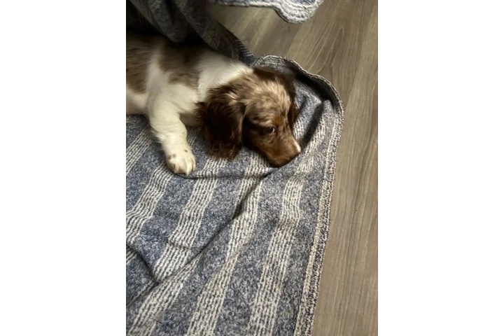 $2000 : Dapple pied miniature dachshun image 8