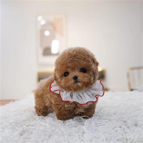 $400 : TOY POODLE PUPPY image 1