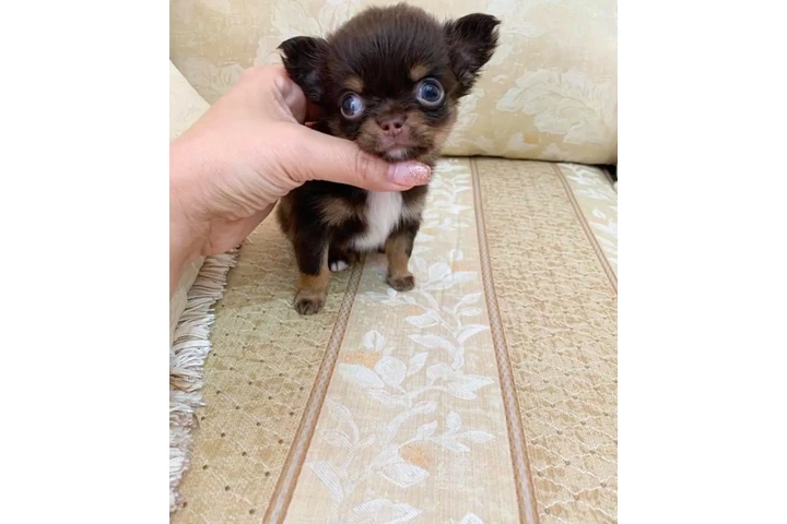 $370 : Teacupchihuahua puppy for sale image 3