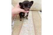 $370 : Teacupchihuahua puppy for sale thumbnail
