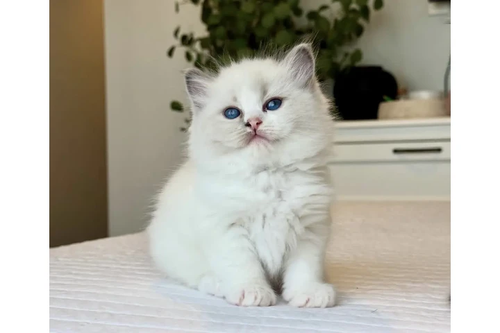 $280 : Ragdoll kittens for sale image 2