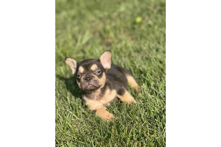 $2500 : French Bulldog Puppy (Female ) image 1
