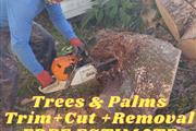 Dreidy & Brother Tree Service thumbnail 1