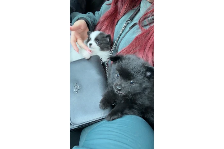 $1200 : Pomeranian image 5