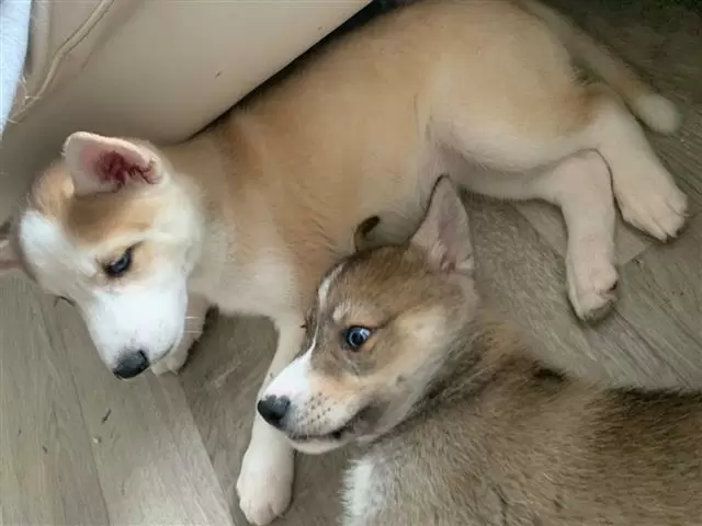 $420 : Husky puppies looking for home image 3