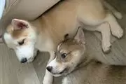 $420 : Husky puppies looking for home thumbnail
