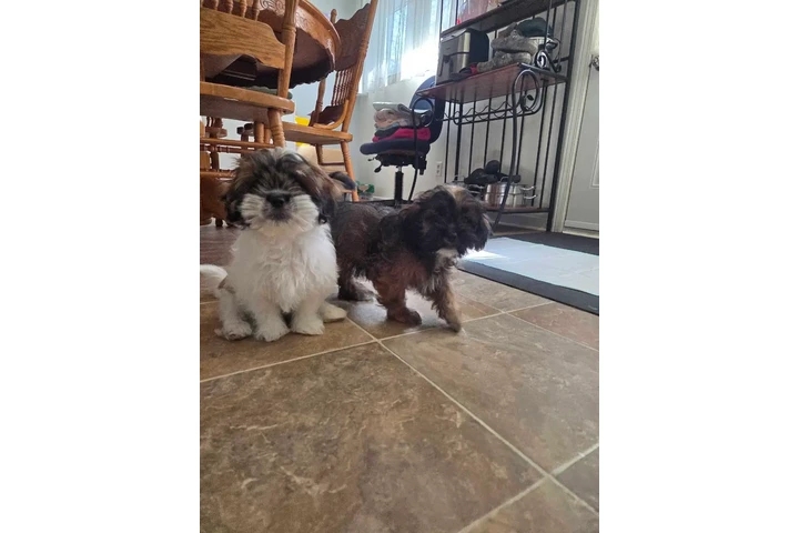 $1700 : Cava-tzu puppies 3 puppies lef image 5