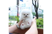 $300 : French bulldog and Pomeranian thumbnail