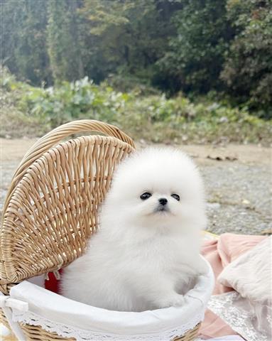 $300 : Teacup Pomeranian puppies image 3