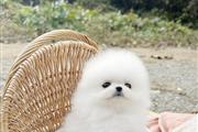 $300 : Teacup Pomeranian puppies thumbnail