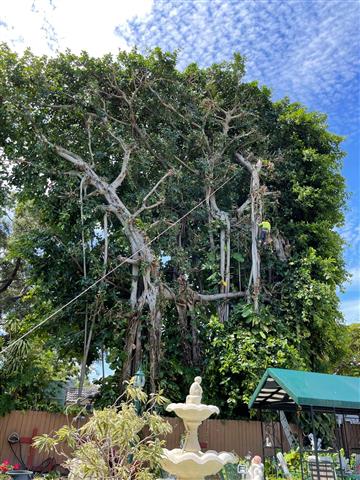 BAYRON TREE SERVICES 🌴 image 5