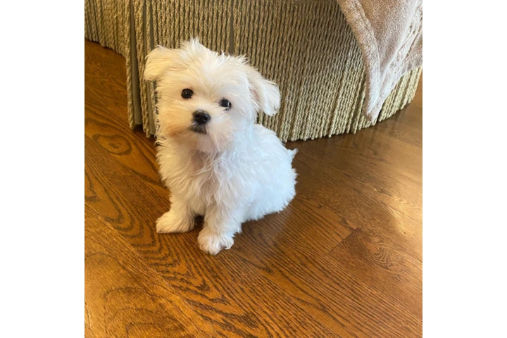 $250 : Teacup puppy's image 7