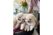 Cachorro de Pomerania en Jersey City
