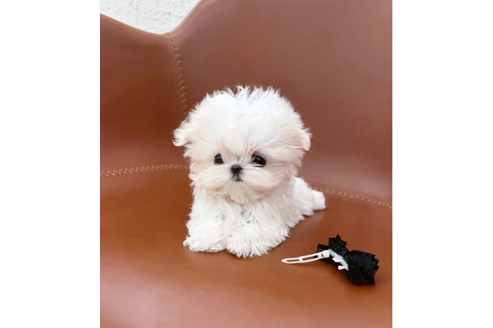 $350 : Cachorros malteses taza de té image 1