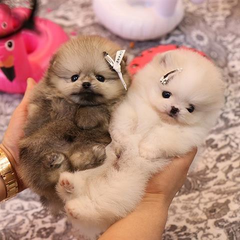 $350 : Cachorros Pomerania en venta image 1