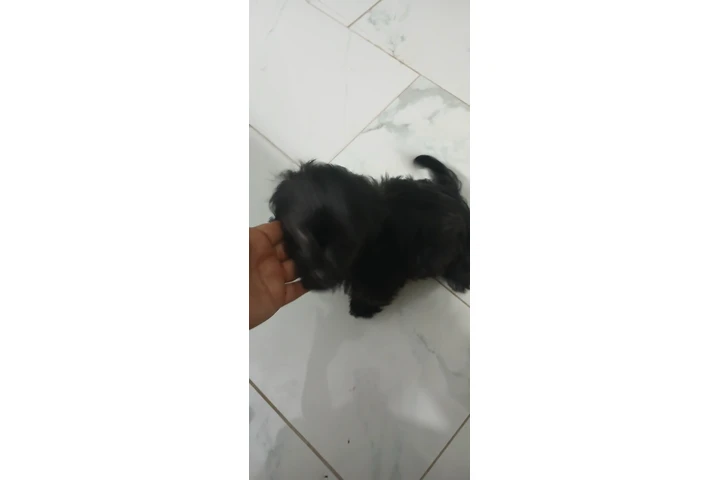 $5 : Busca hogar image 4