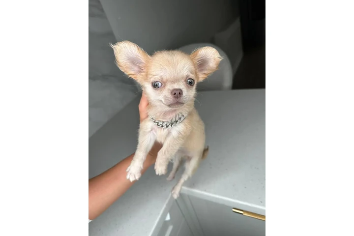 $300 : Teacup Chihuahua puppies image 6