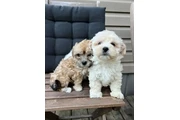 $2500 : Beautiful Havachon Puppies thumbnail