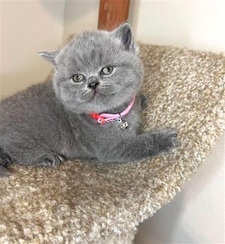 $280 : British Shorthair azul listo image 2